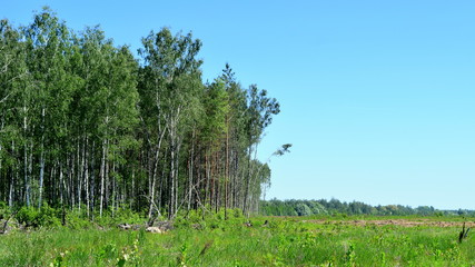 Obraz premium outskirts of deciduous forest