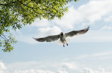 Gulls against the blue sky. The Black-headed Gull is one of the most widespread species of gulls in the world, with over 2 million pairs. Summer. Sunny day.