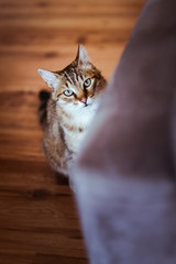 Portrait de chat tigré