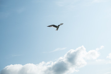 Gulls against the blue sky. The Black-headed Gull is one of the most widespread species of gulls in the world, with over 2 million pairs. Summer. Sunny day.