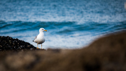 Fototapeta na wymiar Seagull in the distance