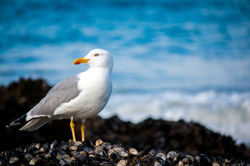 Seagull on rock
