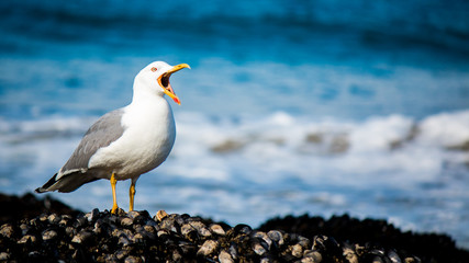 The song of the Seagull