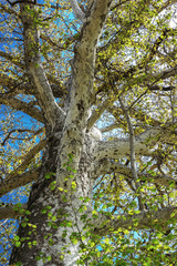 500 year old giant sycamore tree in the garden of Khan's Palace in Sheki, Azerbaijan