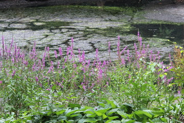 pond and flowers in forest