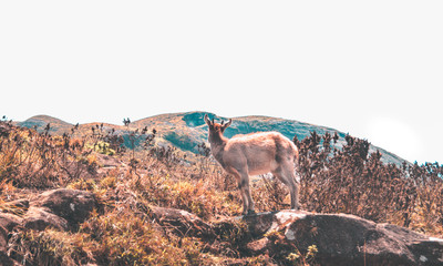 Nilgiri Tahr