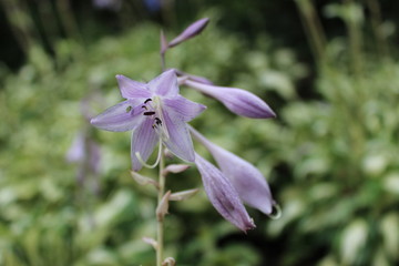 white violet flowers