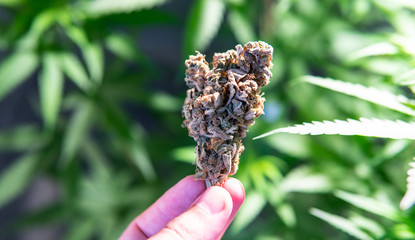 Big marijuana buds in hands close-up. Medical strains of cannabis in details