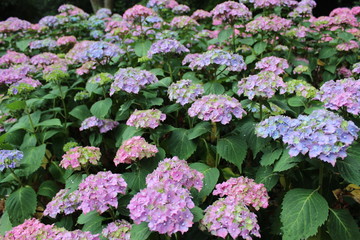 rainbow flowers purple and blue
