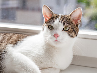 Beautiful home cat lying on the window sill, place for text, sunshine rays