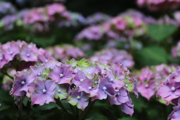 rainbow flowers purple and blue