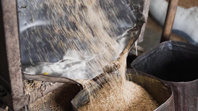 Brown rice falling into a steel container after being processed by a Paddy cleaning machine.