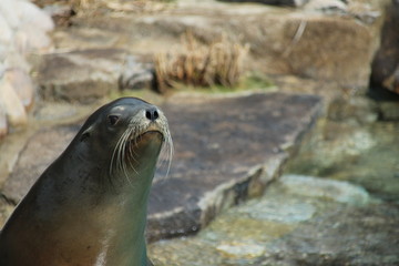 神戸・王子動物園のアシカ