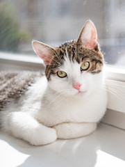 Beautiful home cat lying on the window sill, place for text, sunshine rays