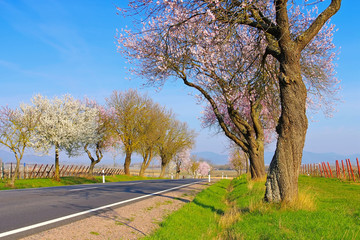 Obraz premium Mandelbluete in der Pfalz im Frühling - almond blossom in Rhineland Palatinate in spring