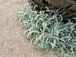 Arctotis stoechadifolia