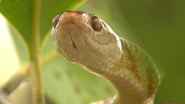 "Tree Snake" Images – Browse 1,671 Stock Photos, Vectors, and Video