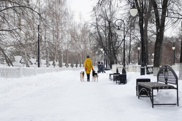 Young woman is walking in a snowy winter park with her two dogs. Back view.