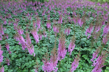 pink flowers and green leaves