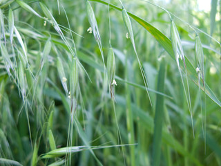 Avena sterilis