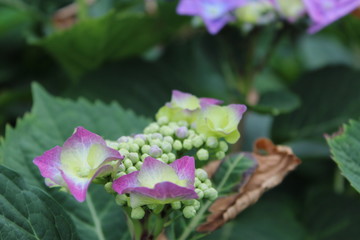flower and leaves in violet and green background