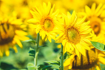 Obraz premium Yellow sunflower on field farmland, close up