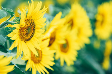 Yellow sunflower on field farmland, close up