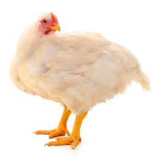 White hen isolated.