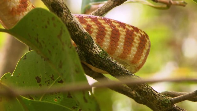 Steady, close up shot of a brown tree snake's body and scales as it inhales and exhales.