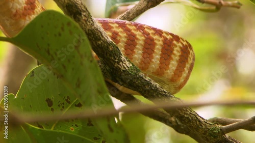 Steady Close Up Shot Of A Brown Tree Snake S Body And Scales As