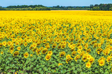 Obraz premium Sunflower field with cloudy blue sky