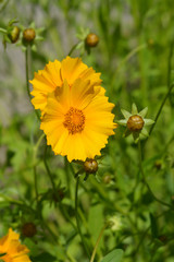 Star tickseed