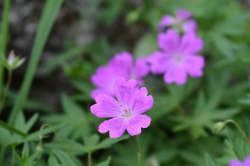 Bloody cranesbill