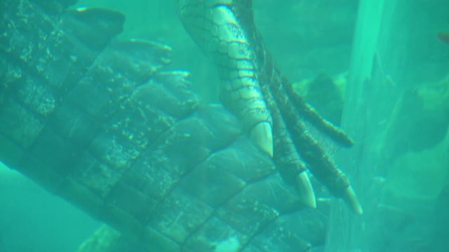 Handheld, close up shot of the back claw and tail of a saltwater crocodile (Crocodylus porosus).