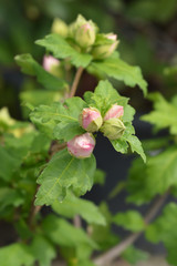 Rose Of Sharon Red Heart