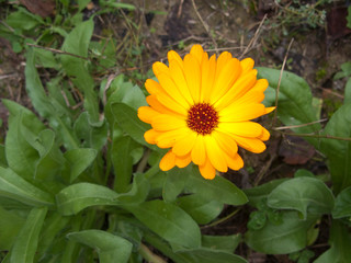 Calendula officinalis