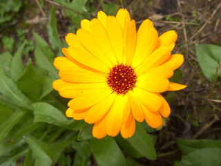 Calendula officinalis