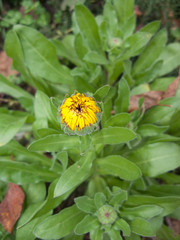 Calendula officinalis