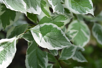 Obraz premium Silver and Gold Red-osier Dogwood