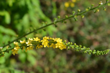 Common agrimony