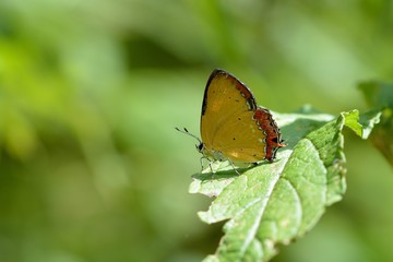 Butterfly from the Taiwan (Heliophorus ila matsumurae) Red Edge yellow little butterfly