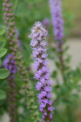 Prairie blazing star