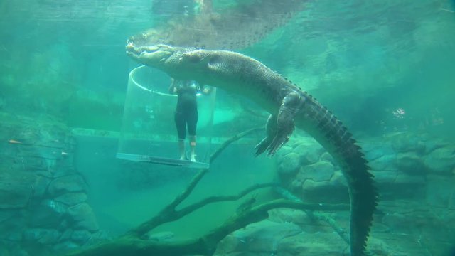 Handheld, underwater, medium wide shot of a saltwater crocodile (Crocodylus porosus) floating in a large zoo aquarium next to a person in a tube.