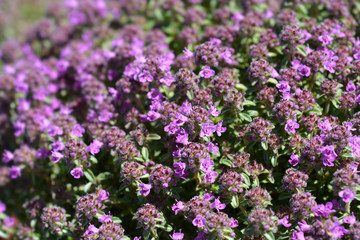 Breckland thyme