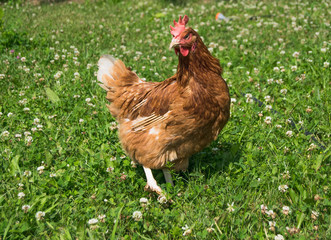  Brown chicken on the lawn in sunny day 