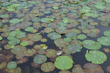 水面に並んだハスの葉っぱ