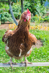  Brown chicken on the lawn in sunny day 