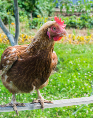  Brown chicken on the lawn in sunny day 