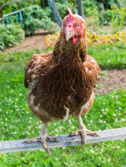  Brown chicken on the lawn in sunny day 