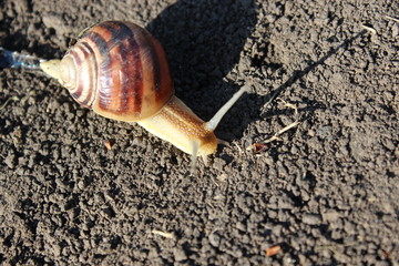Snail crawling on the ground